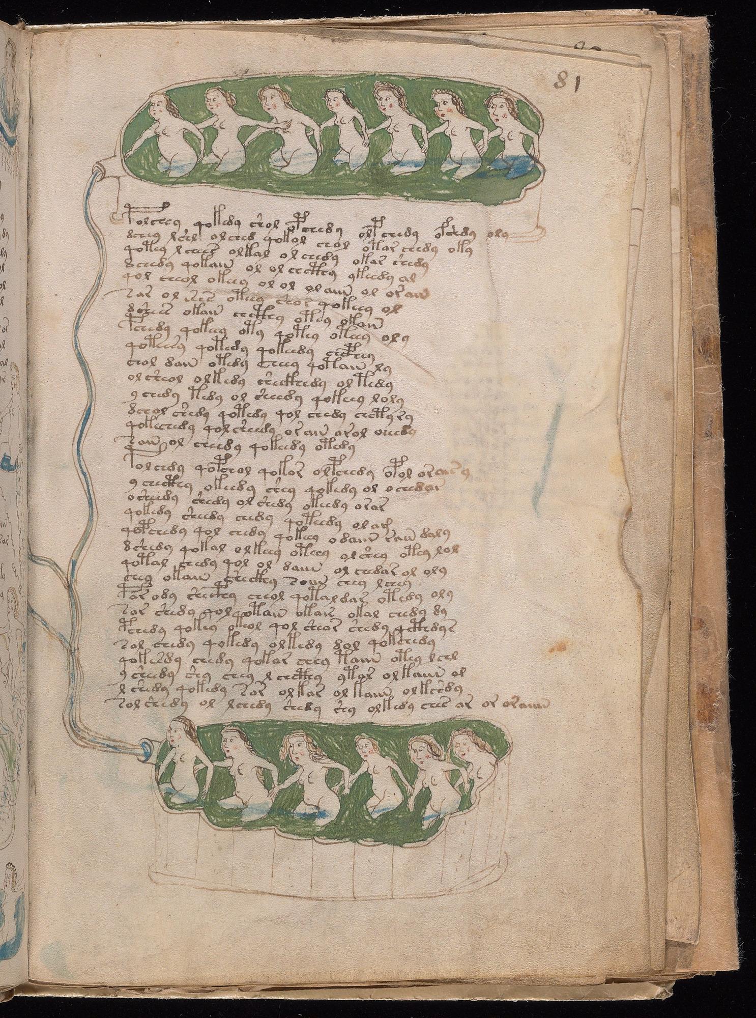 Voynich Manuscript folio f81r — Beinecke MS 408